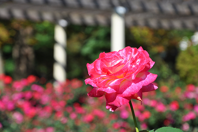 Cantigny Park LGBT Wedding Venue in Illinois