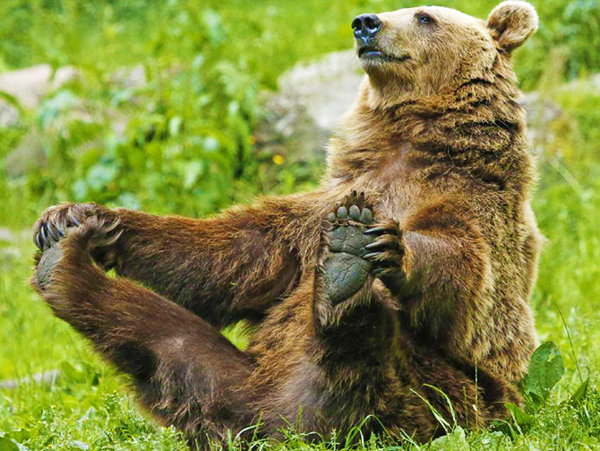 Bear Cub Touching Toes - Bear Creek Mountain Resort