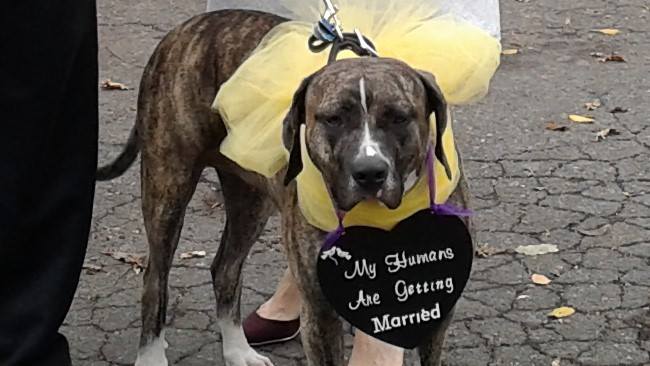 I Do, Too!
LGBT Marriage Officiant Pennsylvania and New Jersey
