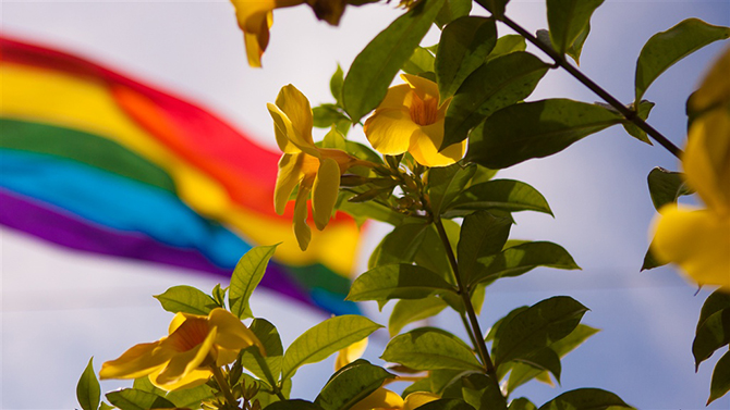 Rainbow flag and plumeria - Maui Sunseeker Maui’s Largest Gay & Lesbian Resort in Hawaii