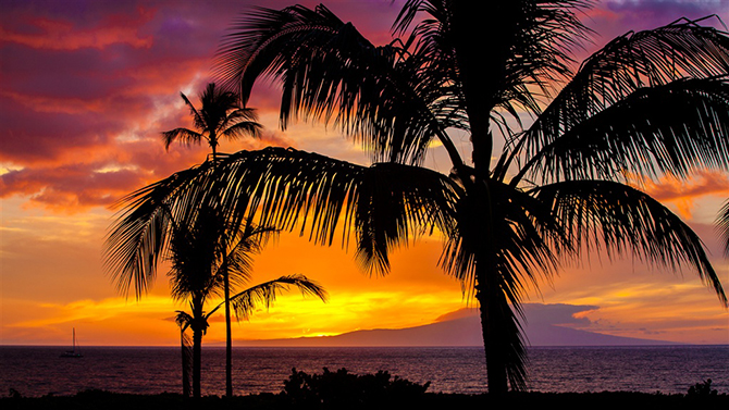 Maui sunset with palm trees - Maui Sunseeker Maui’s Largest Gay & Lesbian Resort in Hawaii